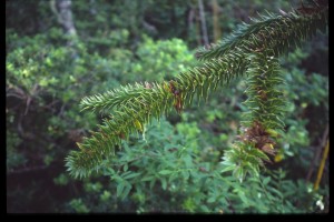 0212 NP Huerquhue.jpg